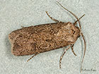  73.319 Turnip Moth male Copyright Martin Evans 