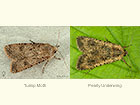  73.319 Turnip Moth female and Pearly Underwing Copyright Martin Evans 