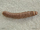  73.320 Heart and Club larva 28mm Copyright Martin Evans 
