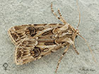  73.322 Archers Dart Copyright Martin Evans 