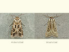  73.322 Archer's Dart and Wood's Dart Copyright Martin Evans 