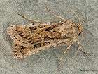  73.323 Sand Dart Copyright Martin Evans 