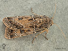  73.323 Sand Dart Copyright Martin Evans 