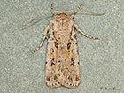  73.323 Sand Dart Copyright Martin Evans 