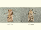  73.323 Sand Dart and Coast Dart Copyright Martin Evans 