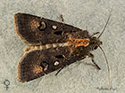 73.324 Crescent Dart female Copyright Martin Evans 
