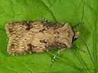  73.325 	Shuttle-shaped Dart male Copyright Martin Evans  