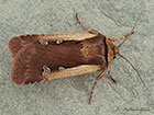  73.329 Flame Shoulder Copyright Martin Evans 