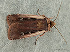  73.329 Flame Shoulder Copyright Martin Evans 