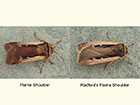  73.329 Flame Shoulder and Radford's Flame Shoulder Copyright Martin Evans 