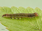  73.330 Radford's Flame Shoulder larva 19mm Copyright Martin Evans 