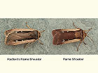  73.330 Radford's Flame Shoulder and Flame Shoulder Copyright Martin Evans 