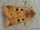  73.333 Ingrailed Clay Copyright Martin Evans 