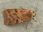  73.333 Ingrailed Clay Copyright Martin Evans 