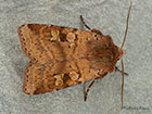  73.333 Ingrailed Clay Copyright Martin Evans 