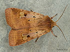  73.333 Ingrailed Clay Copyright Martin Evans 