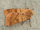  73.333 Ingrailed Clay Copyright Martin Evans 