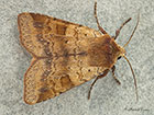  73.333 Ingrailed Clay Copyright Martin Evans 