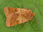  73.333 Ingrailed Clay Copyright Martin Evans 