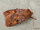  73.333 Ingrailed Clay Copyright Martin Evans 
