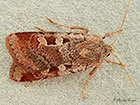  73.333 Ingrailed Clay Copyright Martin Evans 
