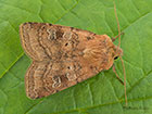  73.334 Small Square-spot Copyright Martin Evans 