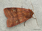  73.334 Small Square-spot Highland form Copyright Martin Evans 
