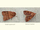  73.334 Small Square-spot Highland form and Barred Chestnut Copyright Martin Evans 