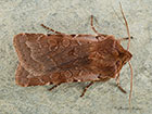  73.336 Red Chestnut Copyright Martin Evans 