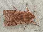  73.336 Red Chestnut Copyright Martin Evans 