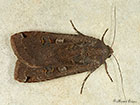  73.342 Large Yellow Underwing Copyright Martin Evans 