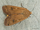  73.342 Large Yellow Underwing Copyright Martin Evans 