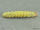  73.342 Large Yellow Underwing larva 35mm Copyright Martin Evans 