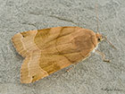  73.343 Broad-bordered Yellow Underwing Copyright Martin Evans 