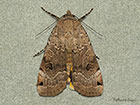  73.344 Lunar Yellow Underwing Copyright Martin Evans 