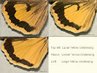  73.344 Lunar Yellow Underwing, Large Yellow Underwing and Lesser Yellow Underwing (underwings) Copyright Martin Evans 