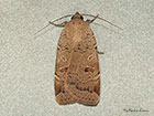  73.345 Lesser Yellow Underwing Copyright Martin Evans 