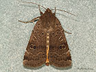  73.345 Lesser Yellow Underwing Copyright Martin Evans 