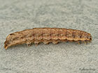  73.345 Lesser Yellow Underwing larva 27mm Copyright Martin Evans 
