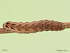  73.345 Lesser Yellow Underwing larva 36mm Copyright Martin Evans 