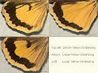  73.345 Lesser Yellow Underwing, Large Yellow Underwing and Lunar Yellow Underwing (underwings) Copyright Martin Evans 