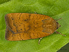  73.346 Least Yellow Underwing Copyright Martin Evans 