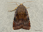  73.347 Langmaid's Yellow Underwing Copyright Martin Evans 