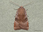  73.347 Langmaid's Yellow Underwing red form Copyright Martin Evans 