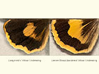  73.347 Langmaid's Yellow Underwing
						and Lesser Broad-bordered Yellow Underwing Copyright Martin Evans 