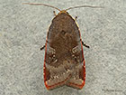  73.348 Lesser Broad-bordered Yellow Underwing Copyright Martin Evans 