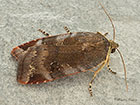  73.348 Lesser Broad-bordered Yellow Underwing Copyright Martin Evans 