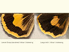  73.348 Lesser Broad-bordered Yellow Underwing and Langmaid's Yellow Underwing Copyright Martin Evans 