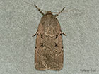  73.349 Stout Dart Copyright Martin Evans 