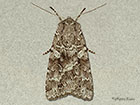  73.350 Great Brocade Copyright Martin Evans 